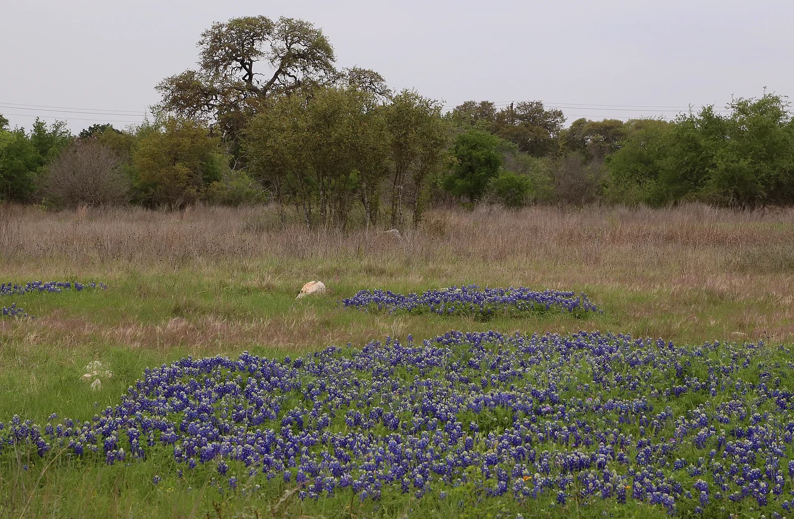 Texas Hill Country landscape with rolling green hills and wildflowers