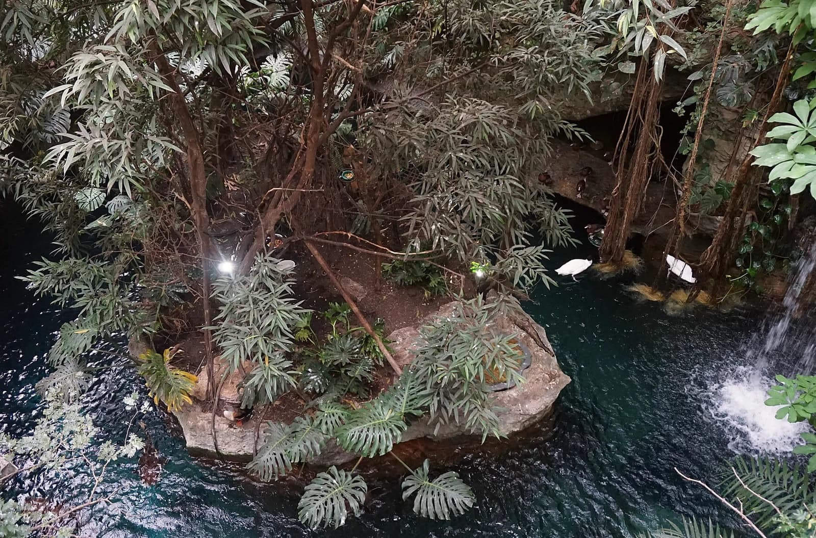 Indoor rainforest atrium at the Dallas World Aquarium, a cool indoor thing to do in Dallas