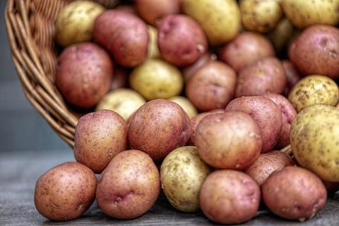 Taters and Tomaters Part 1: You say Potato at Dallas Public Library